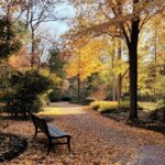 A tranquil park scene in autumn, featuring a pathway surrounded by vibrant orange and yellow leaves, with sunlight streaming through the tall trees and a bench amidst fallen leaves.